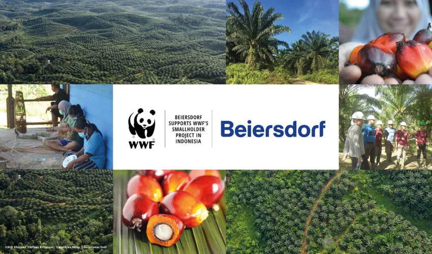 Palmöl, Palm(kern)öl, Beiersdorf nachhaltig