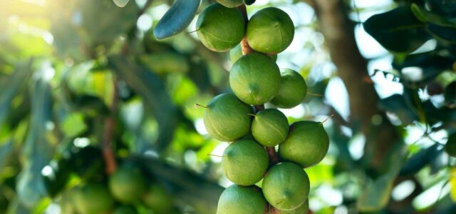 Macadamia